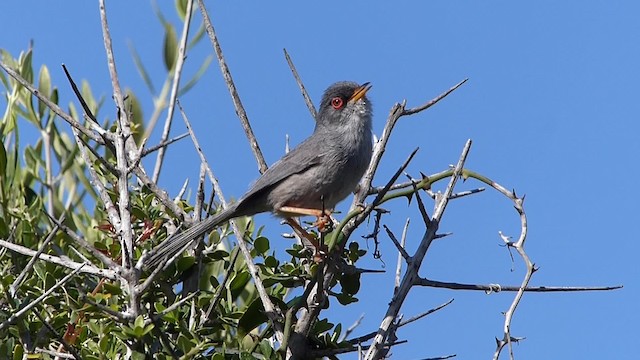 Balearic Warbler - ML201918381