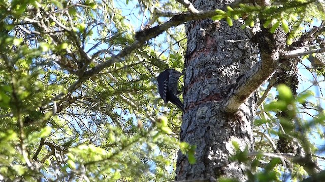 Eurasian Three-toed Woodpecker (Eurasian) - ML201918401