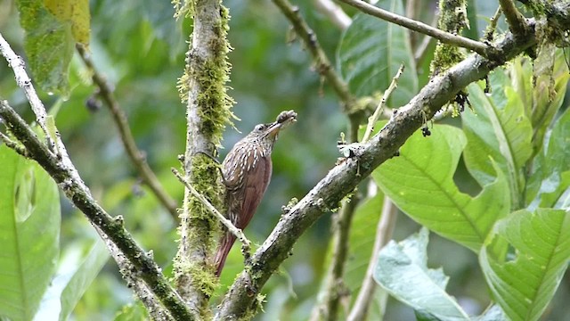 Montane Woodcreeper - ML201918431