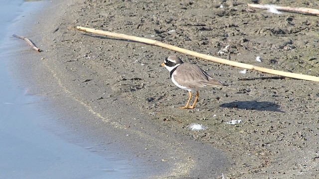 Common Ringed Plover - ML201918461