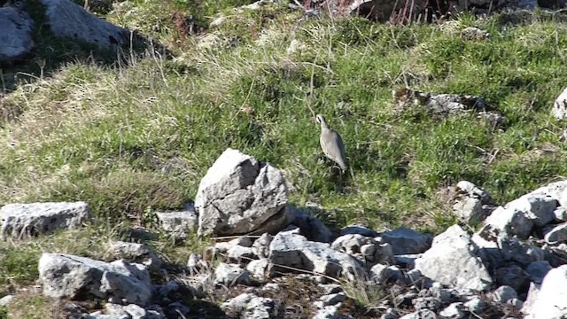 Rock Partridge (European) - ML201918471