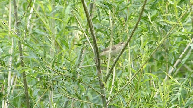 Marsh Warbler - ML201918481