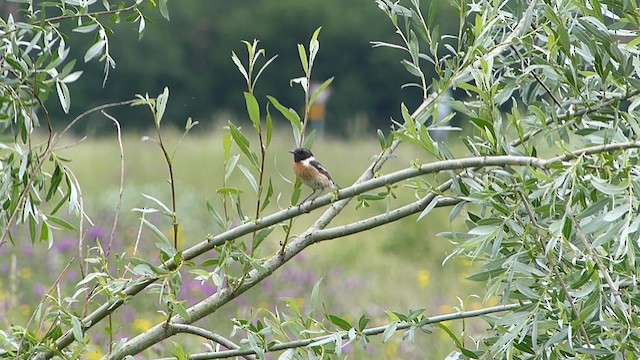 European Stonechat - ML201918491