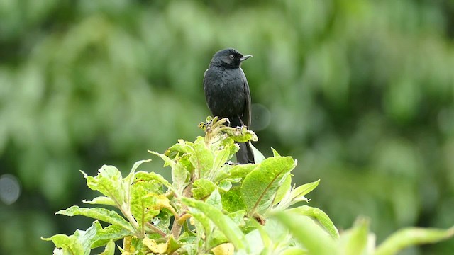 Black Flowerpiercer - ML201918521