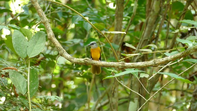 Gray-headed Tanager - ML201918571