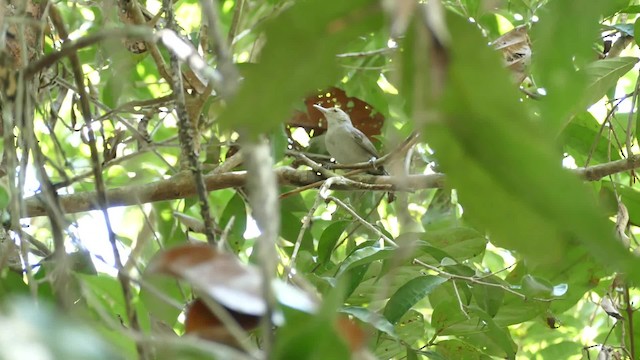 Gray Wren - ML201918591