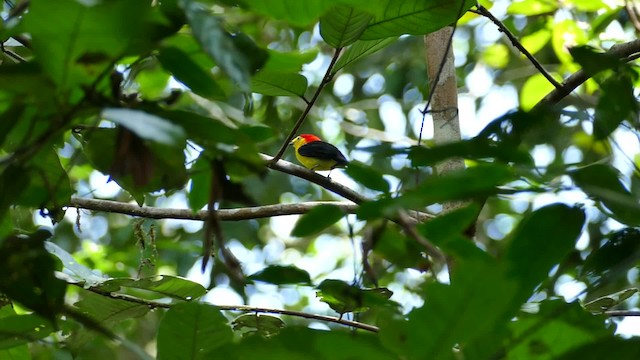 Wire-tailed Manakin - ML201918611