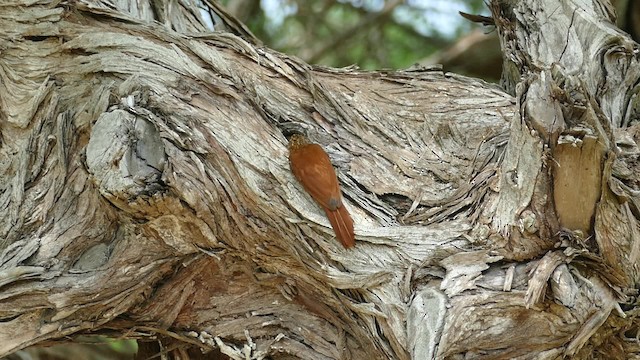 Straight-billed Woodcreeper - ML201918701