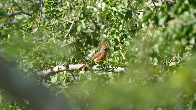 Vermilion Cardinal - ML201918811