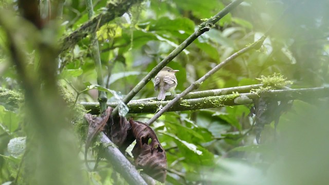 Acadian Flycatcher - ML201918851