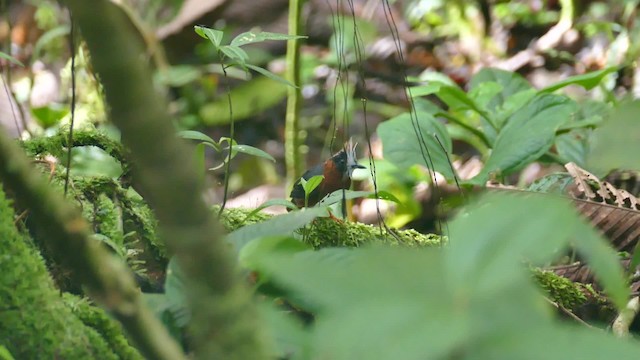 White-plumed Antbird - ML201918881