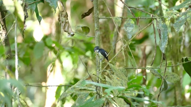 Black-and-white Tody-Flycatcher - ML201918891