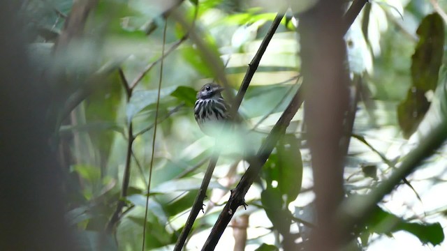 Dot-backed Antbird - ML201918931