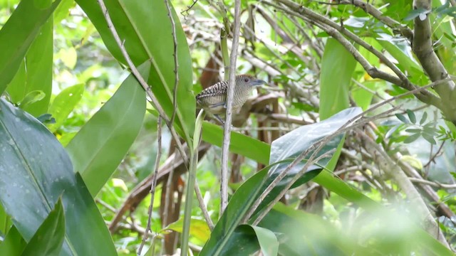 Fasciated Antshrike - ML201918941