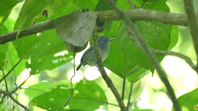 Spot-crowned Antvireo - ML201918971