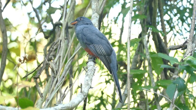 Gri Kuyruklu Trogon - ML201918981