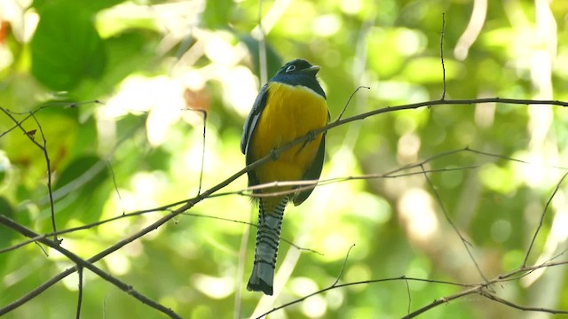 Northern Black-throated Trogon - ML201918991