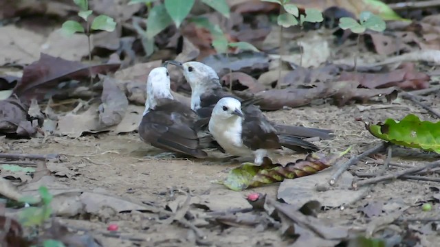 White-headed Wren - ML201919001