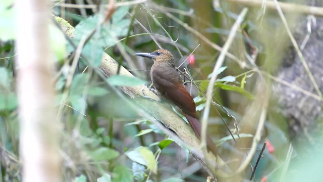 Northern Barred-Woodcreeper - ML201919011