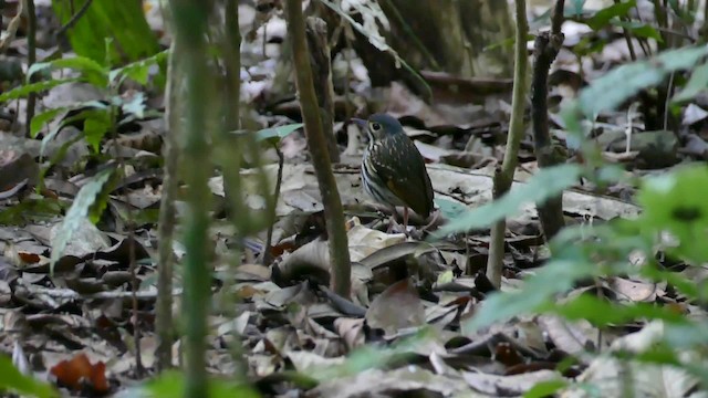 Streak-chested Antpitta - ML201919021