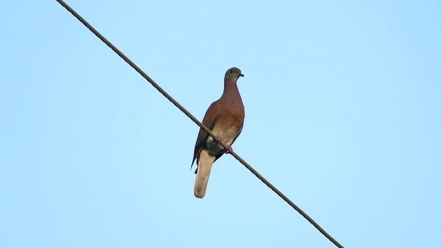 Pale-vented Pigeon - ML201919031