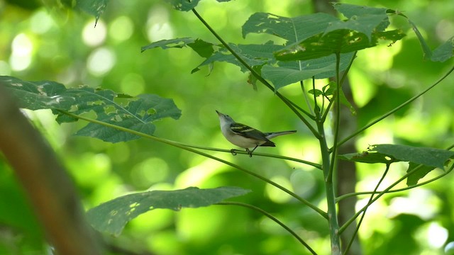 Paruline à flancs marron - ML201919041