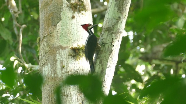 Crimson-crested Woodpecker - ML201919051