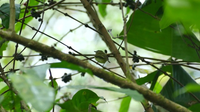 Mosquerito Piquicurvo Sureño - ML201919071