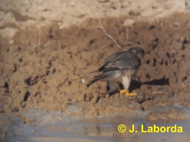 Merlin (Eurasian) - ML201919181