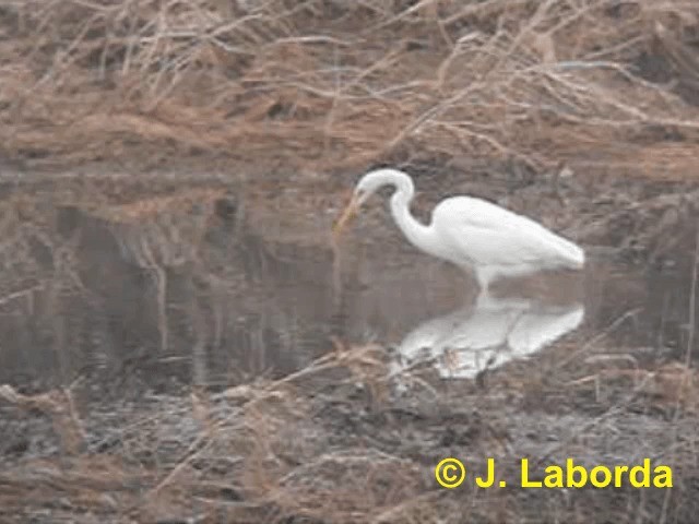 egretthegre (alba) - ML201919881