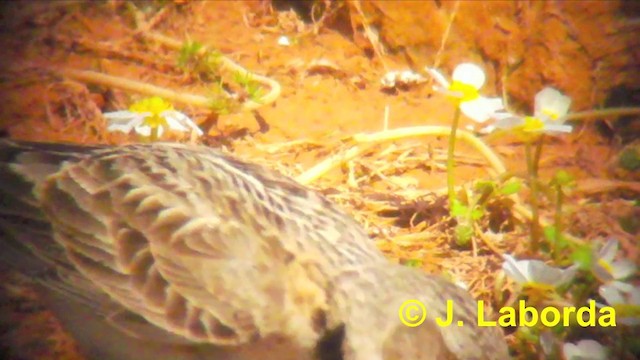 Calandra - ML201920041