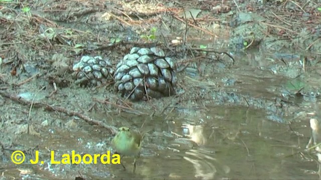 Mosquitero Común (grupo collybita) - ML201920501