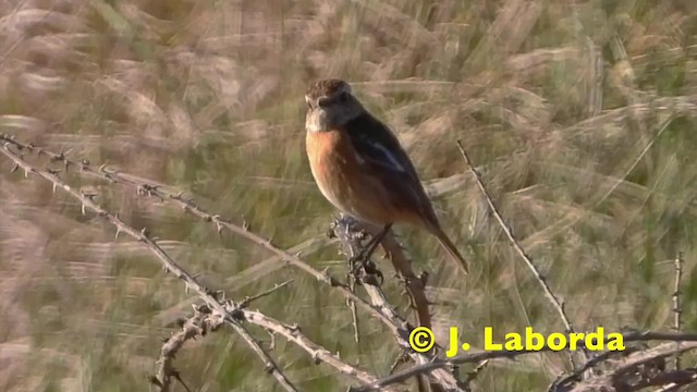 European Stonechat - ML201920811