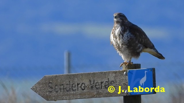 Common Buzzard (Western) - ML201920841