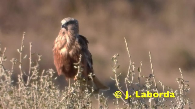 Red Kite (Red) - ML201920911