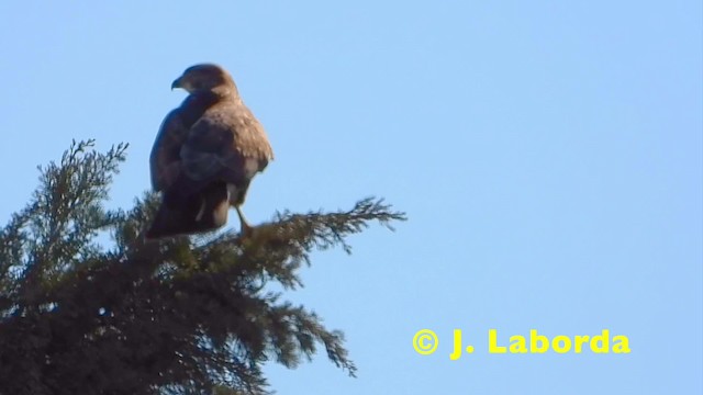 Mäusebussard (buteo) - ML201920951