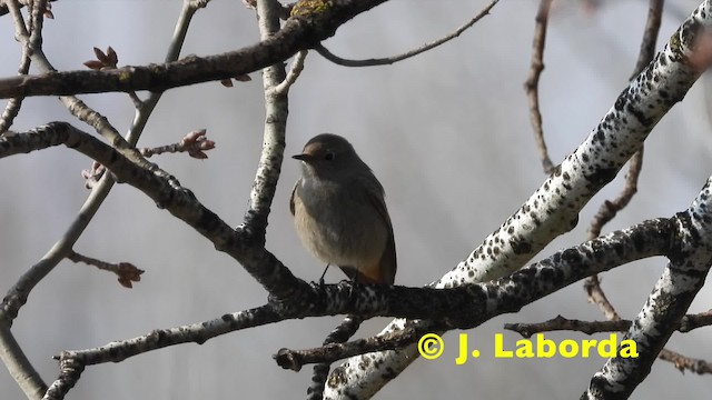 Colirrojo Tizón (gibraltariensis/aterrimus) - ML201921111