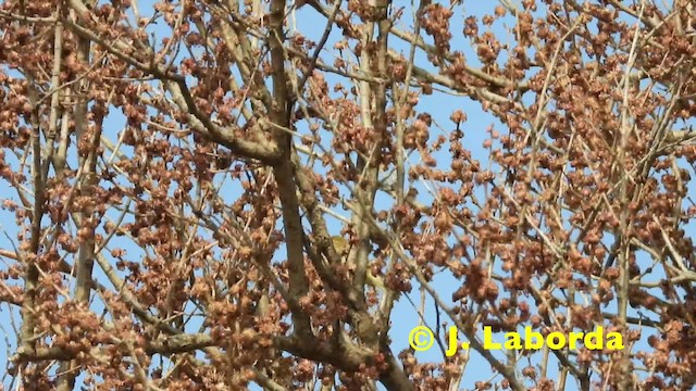 Mosquitero Común (grupo collybita) - ML201921121