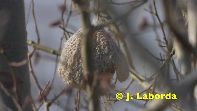 Eurasian Penduline-Tit - ML201921141