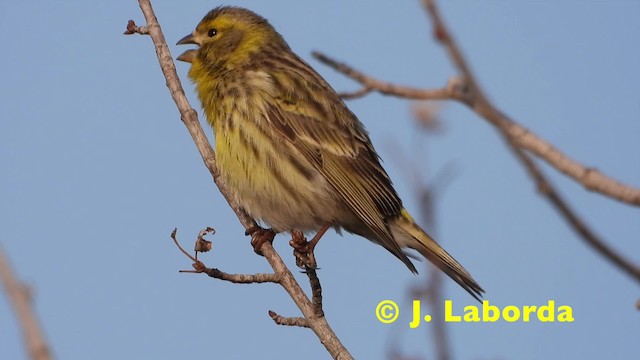 European Serin - ML201921151