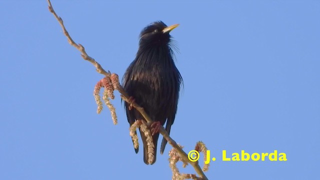 Estornino Negro - ML201921161