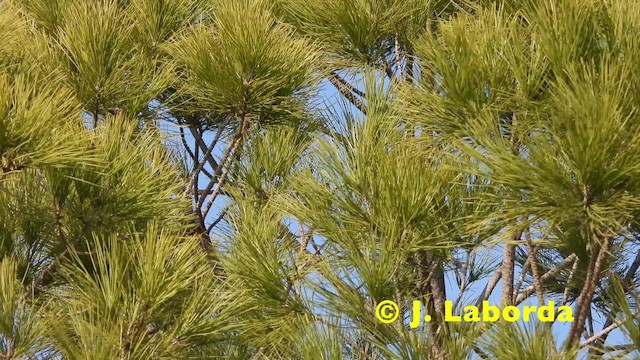 Mosquitero Común (grupo collybita) - ML201921211