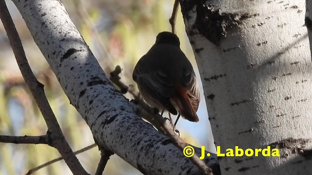 Colirrojo Tizón (gibraltariensis/aterrimus) - ML201921321