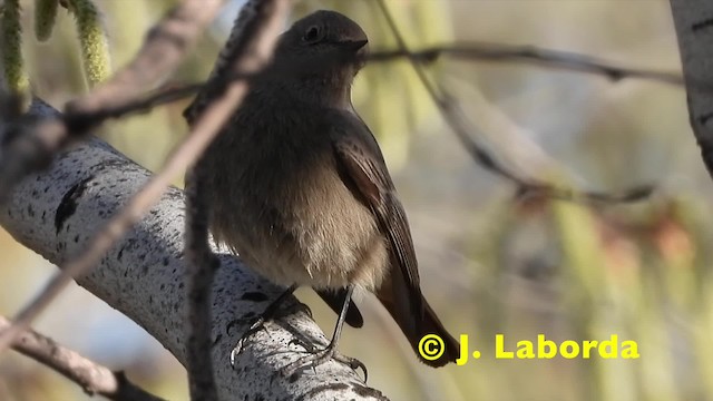 Colirrojo Tizón (gibraltariensis/aterrimus) - ML201921391