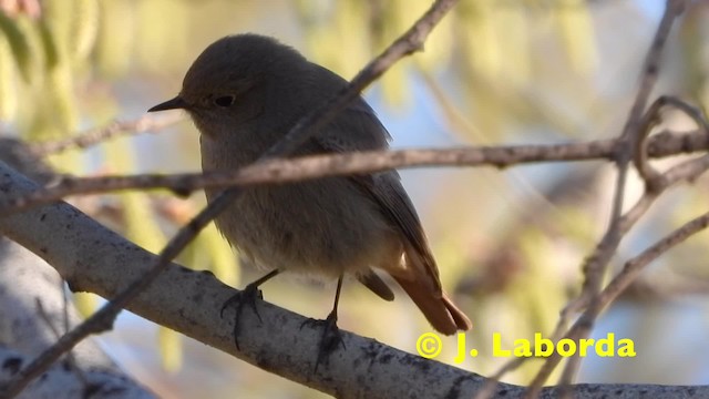 Colirrojo Tizón (gibraltariensis/aterrimus) - ML201921431