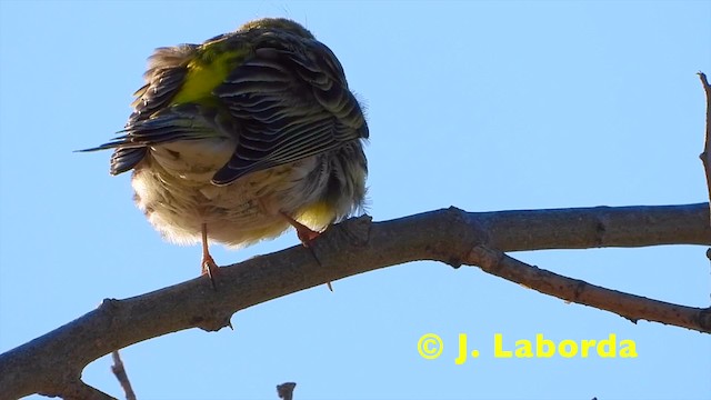 European Serin - ML201921621