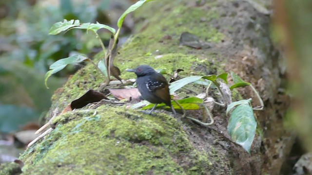 Dull-mantled Antbird - ML201921641