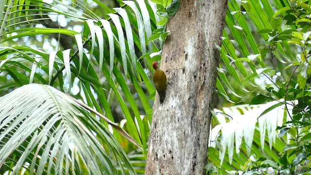 Stripe-cheeked Woodpecker - ML201921651