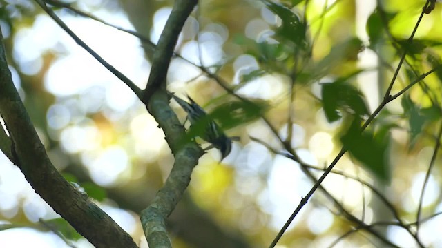 Black-and-white Warbler - ML201921671