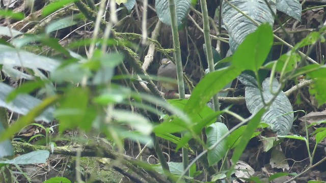 Olive-backed Quail-Dove - ML201921681